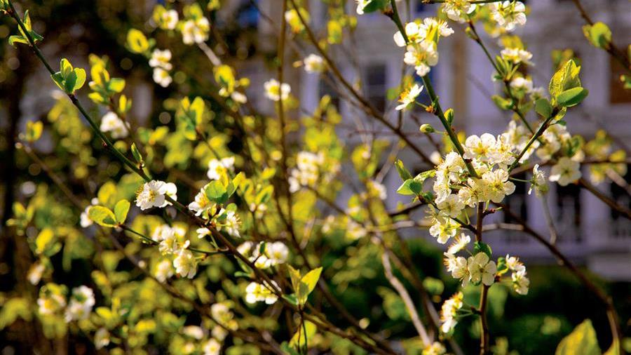 Communal Garden